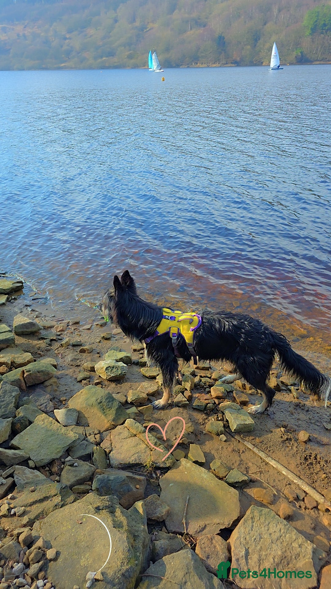 Mixed Breed dogs for sale: Meet Coco - Image 4