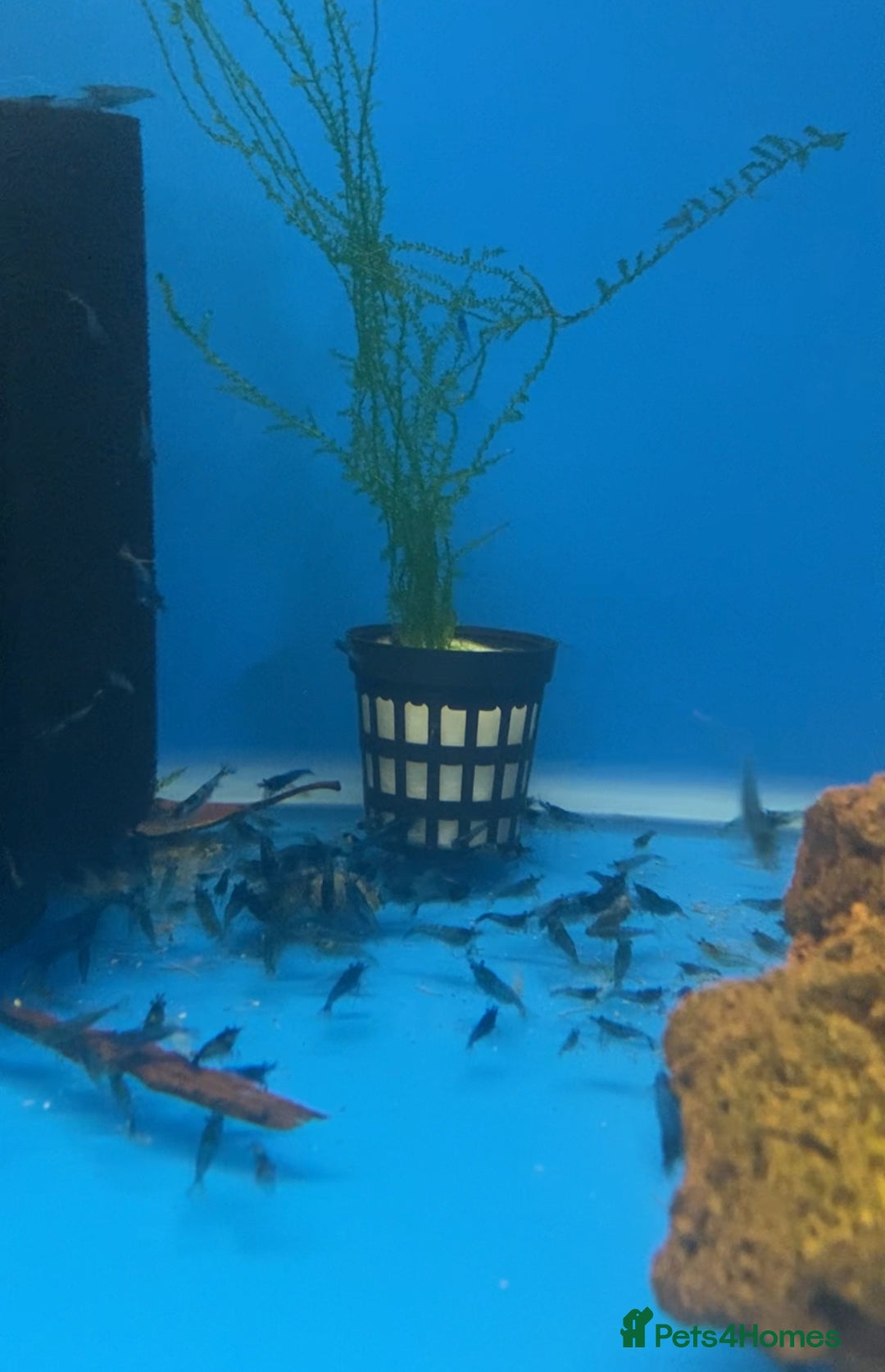 Other/Mixed Breed fish for sale: Plec’s, Angel Fish and Shrimp for sale  - Advert 8