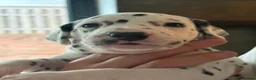 Dalmatian dogs for sale: Black and white puppies  - Advert 29