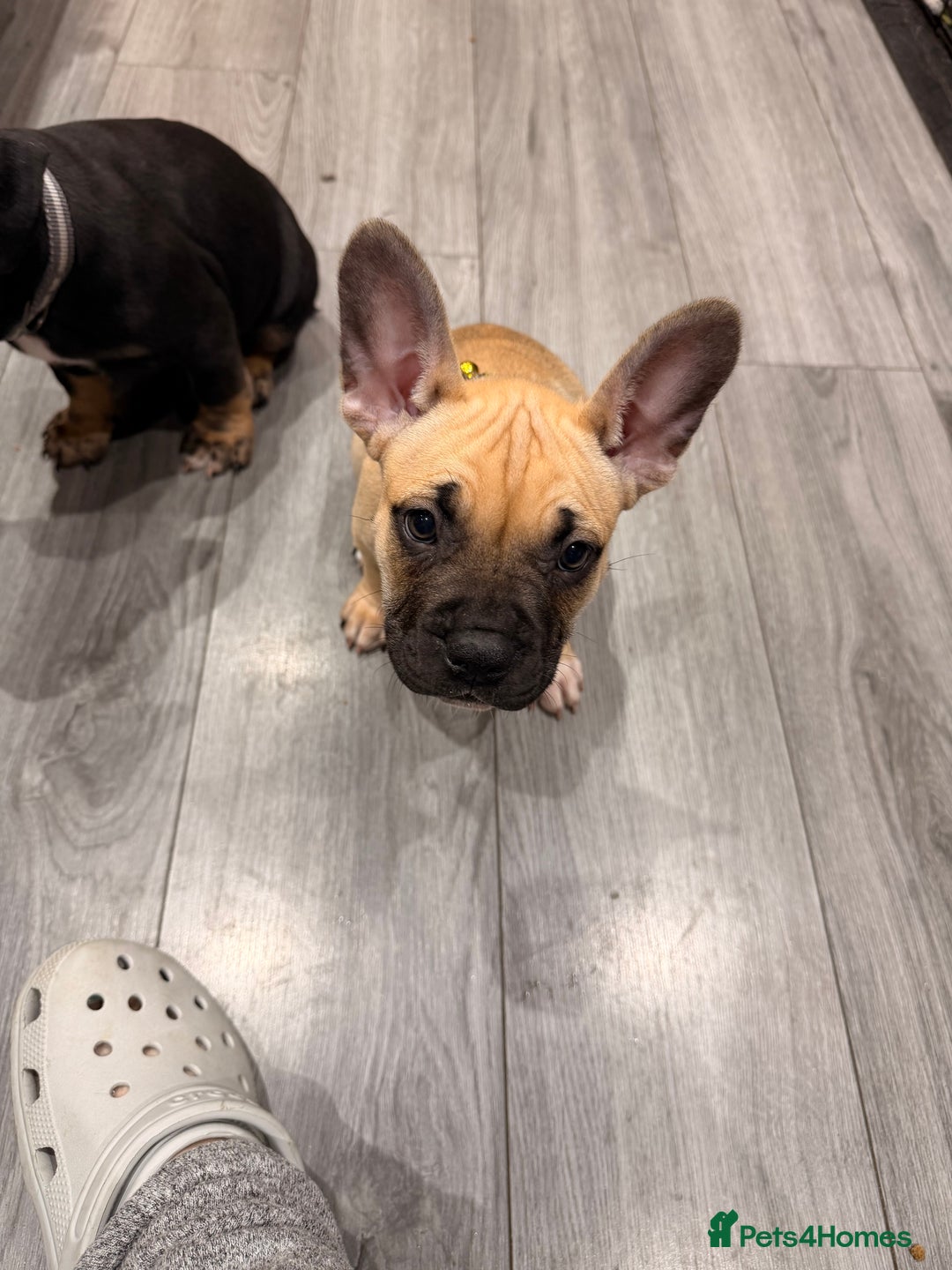 Mixed Breed dogs for sale: American french bully  - Advert 25