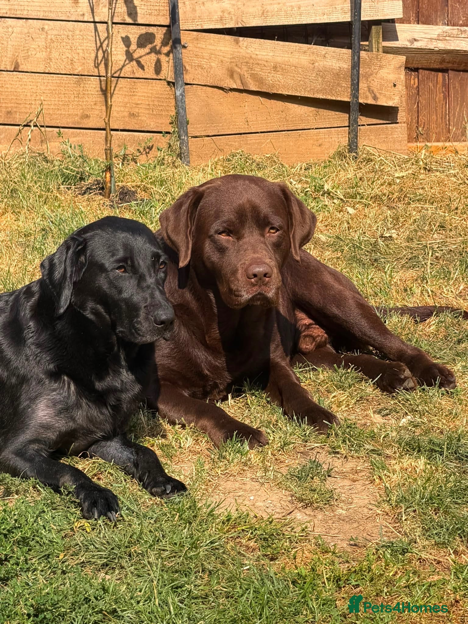 Labrador Retriever dogs 🐾 Beautiful Female Labrador Puppy 🐾 - Advert 2