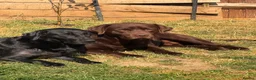 Labrador Retriever dogs for sale: 🐾 Beautiful Female Labrador Puppy 🐾 - Advert 1