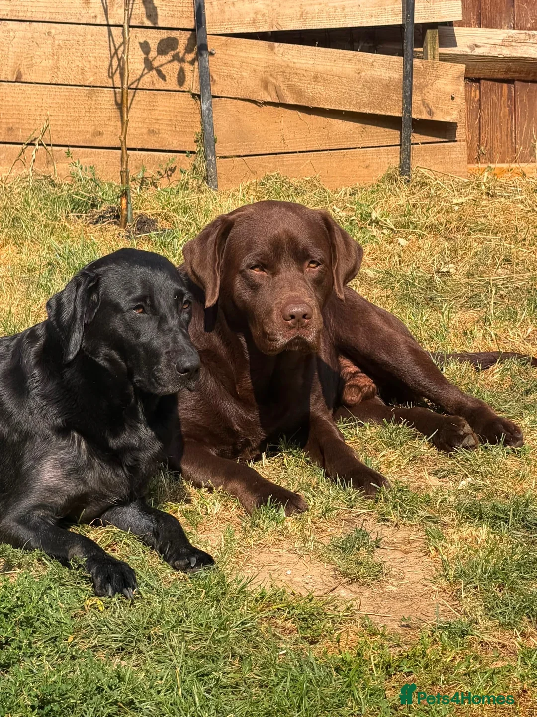 Labrador Retriever dogs for sale: 🐾 Beautiful Female Labrador Puppy 🐾 - Advert 1