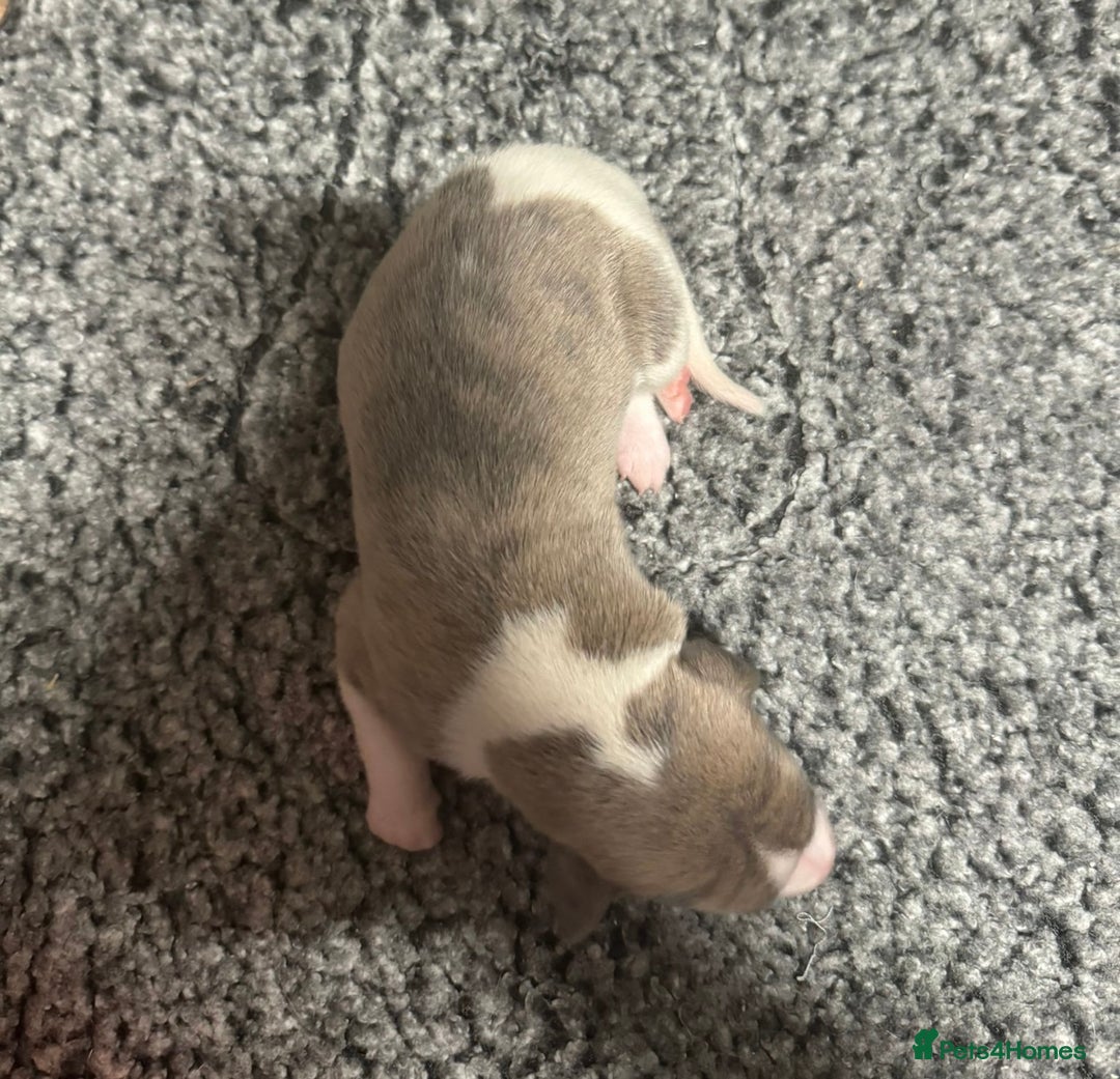 Whippet dogs for sale: Kc reg whippets  - Advert 13