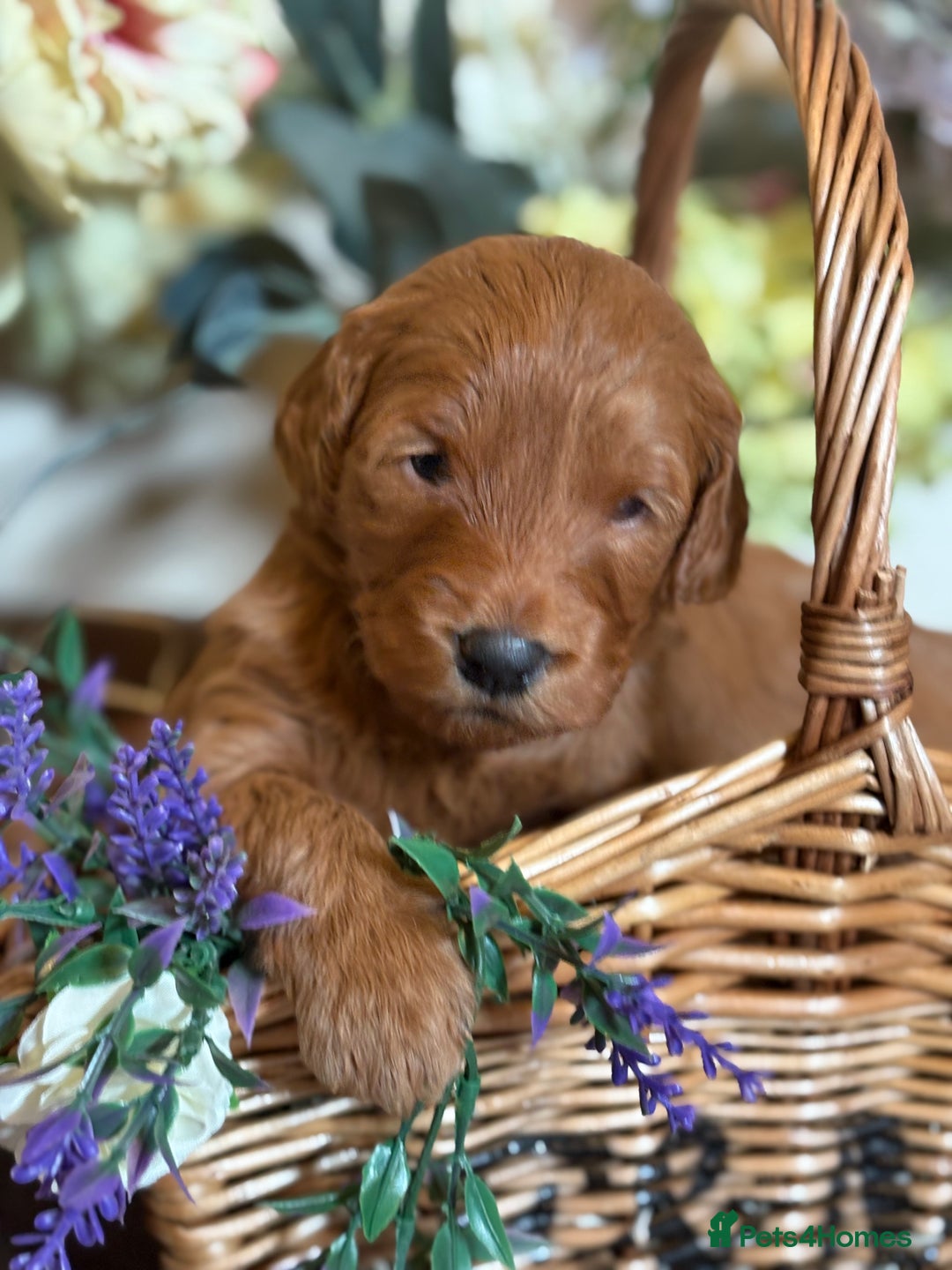 Mini Goldendoodle dogs for sale: Health tested Minature dark red/golden doodles  - Image 5