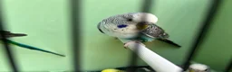 Budgerigars birds for sale: Black wing split to bf/bw - Advert 10