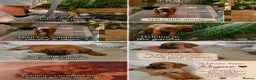 Rhodesian Ridgeback dogs for sale: KC Registered, only 2 left. - Advert 2