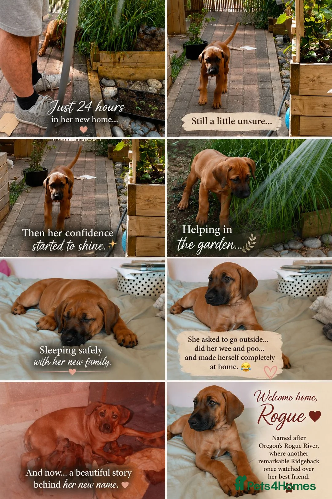 Rhodesian Ridgeback dogs for sale: KC Registered, only 2 left. - Advert 2