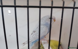 Budgerigars birds for sale: Budgies for sale  - Image 2