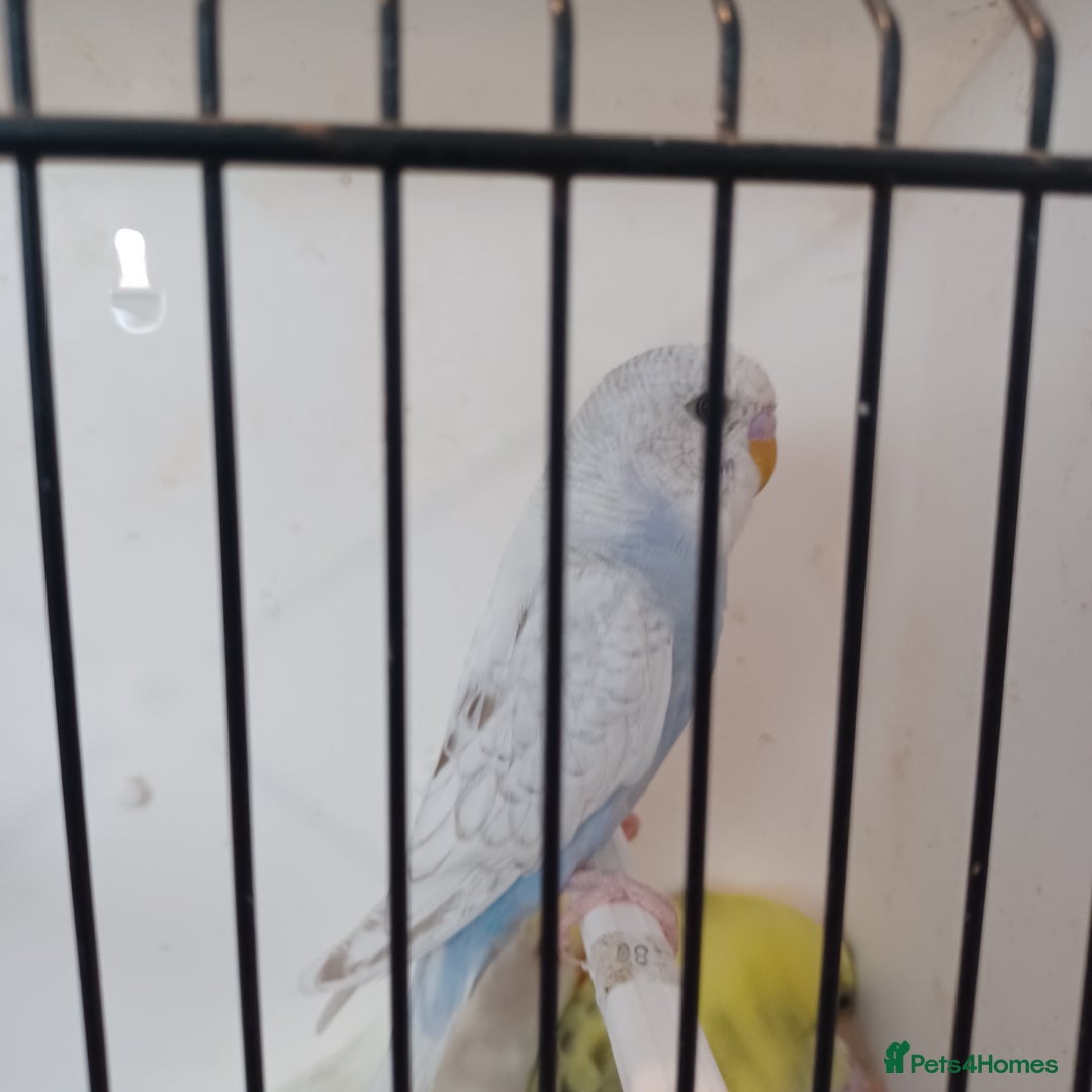 Budgerigars birds for sale: Budgies for sale  - Image 2