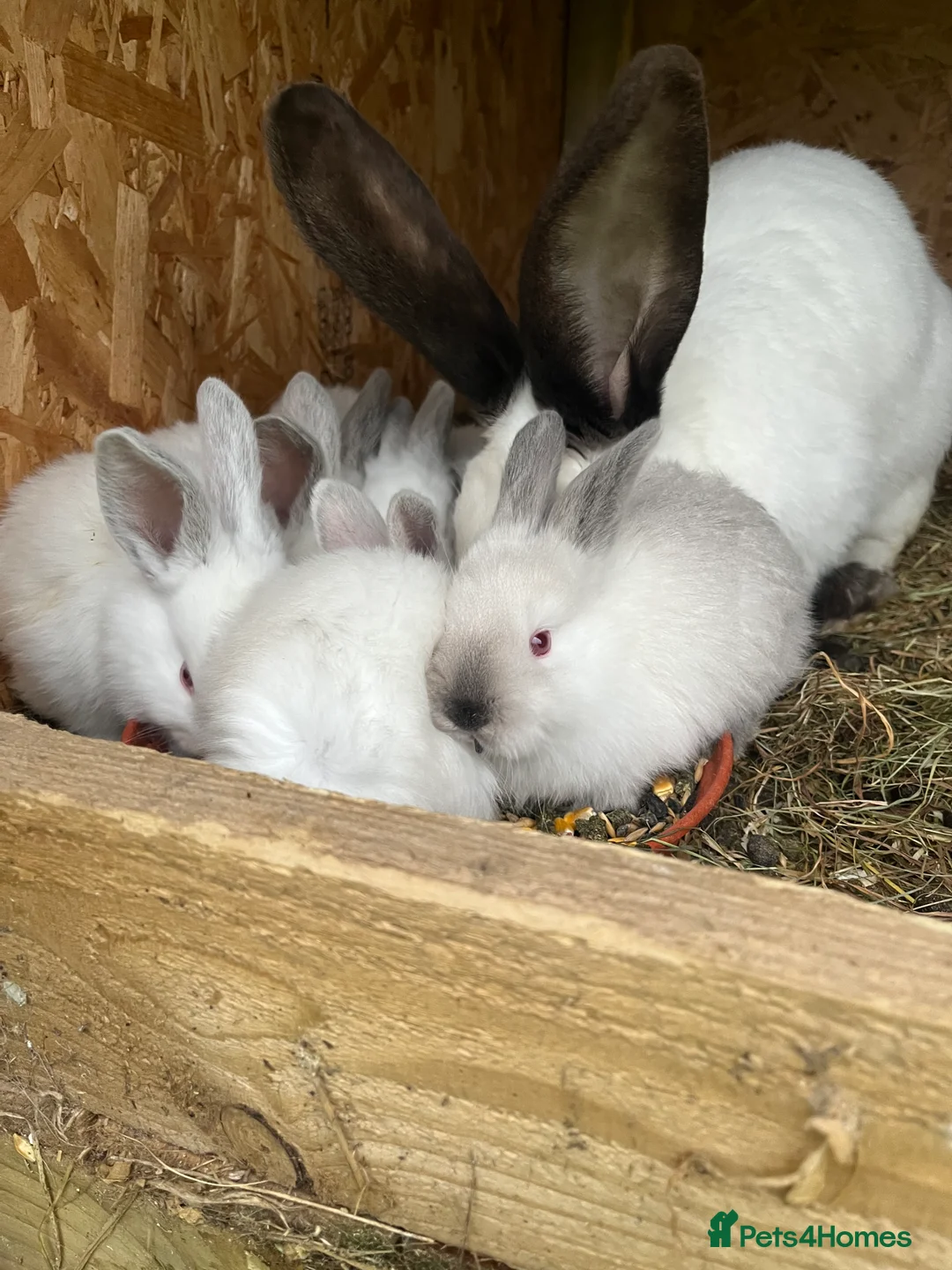 Continental Giant rabbits for sale: Transilvan gigantic rabbits they are very nice     - Advert 2