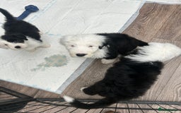 Old English Sheepdog dogs for sale: Outstanding Old English Sheepdog - Image 12