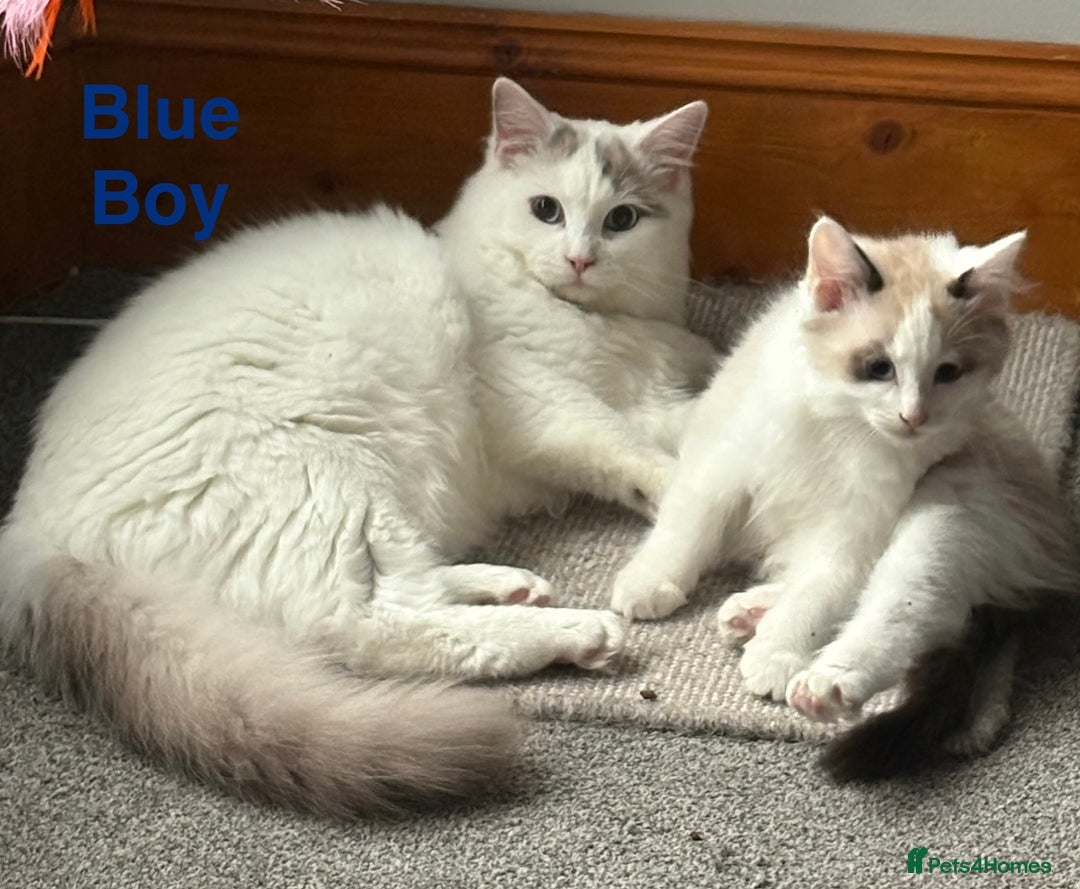 Ragdoll cats for sale: Amazing Ragdoll Brothers.  - Advert 7