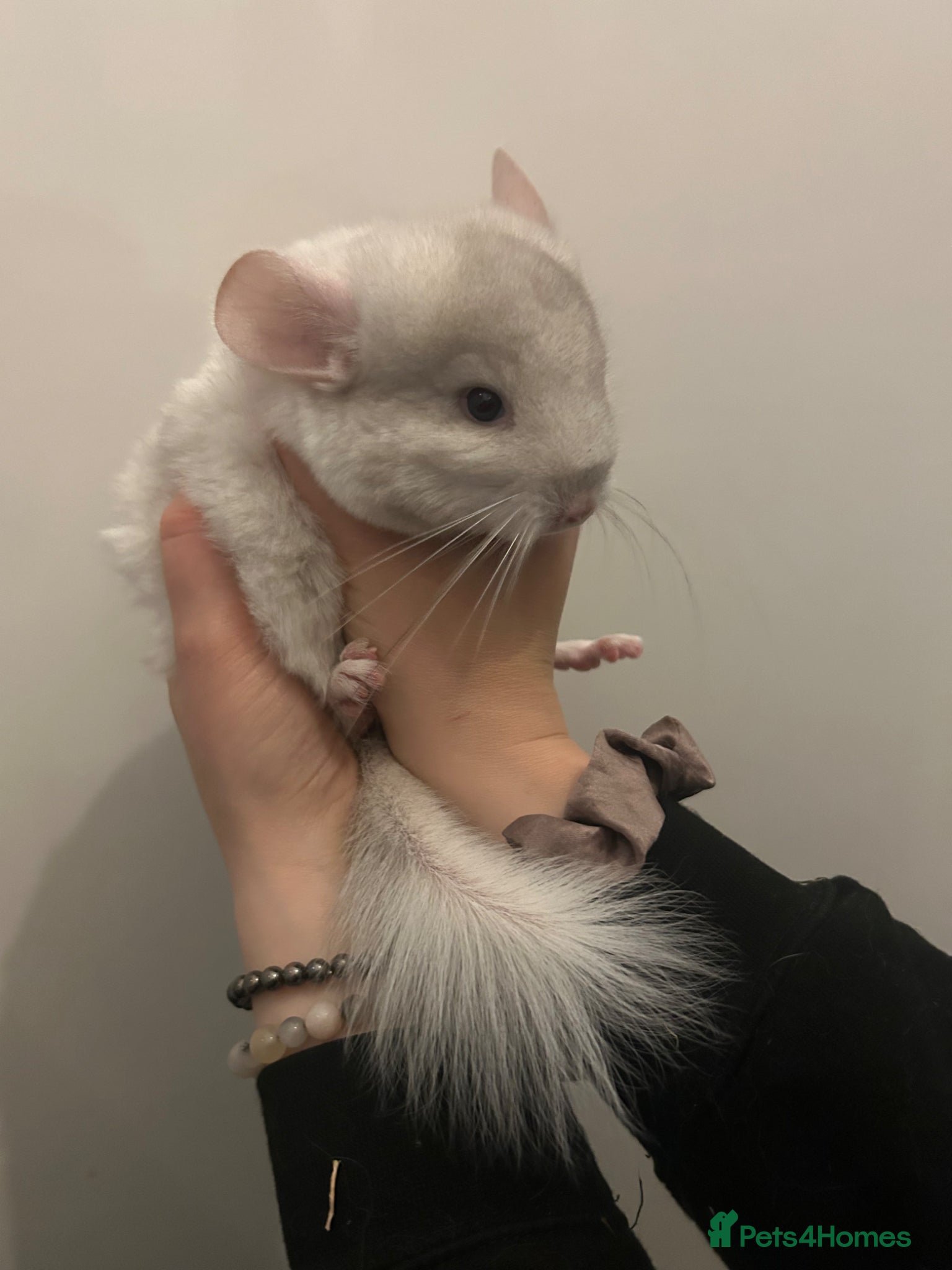 Chinchilla rodents Female white chinchilla ready now - Advert 2