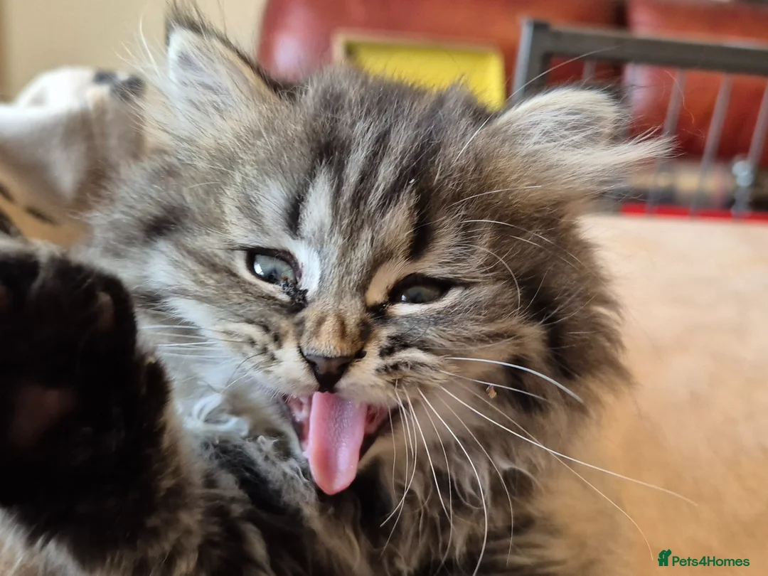 Mixed Breed cats for sale: British Shorthair x Chinchilla Persian  - Advert 2