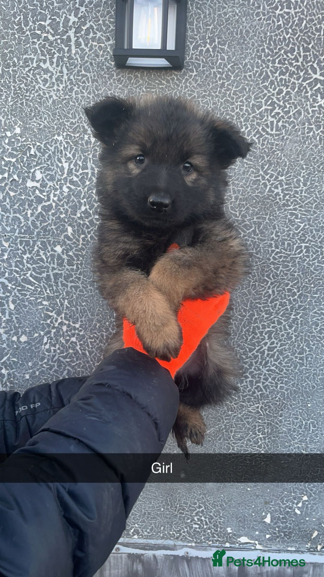 German Shepherd dogs for sale: German shepherd puppies - Advert 5