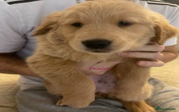 Golden Retriever dogs for sale: Ready Now Golden Retriever Puppies - Image 5