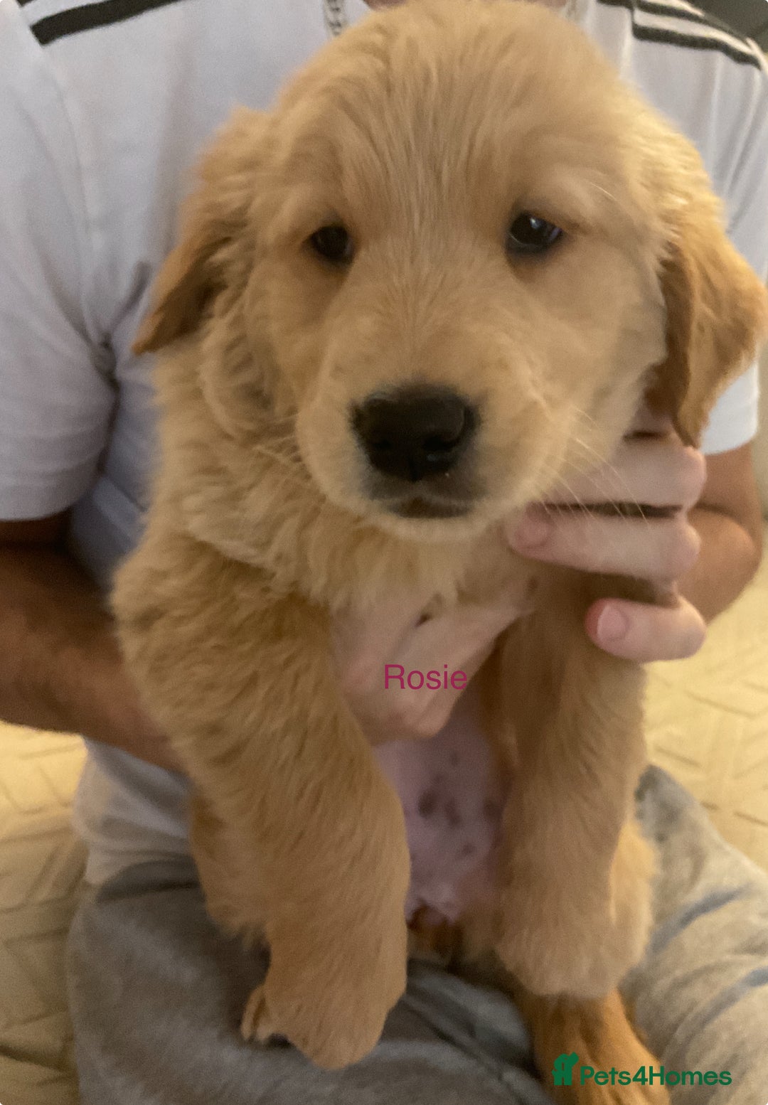 Golden Retriever dogs for sale: Ready Now Golden Retriever Puppies - Image 5