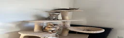 Bengal cats for sale: Two Bengal kittens READY  - Advert 10