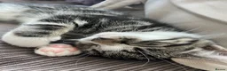 Mixed Breed cats for sale: Kittens for sale in Feltham - Advert 11