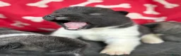 Akita dogs for sale: Quality KC registered American Akita Puppies - Advert 1