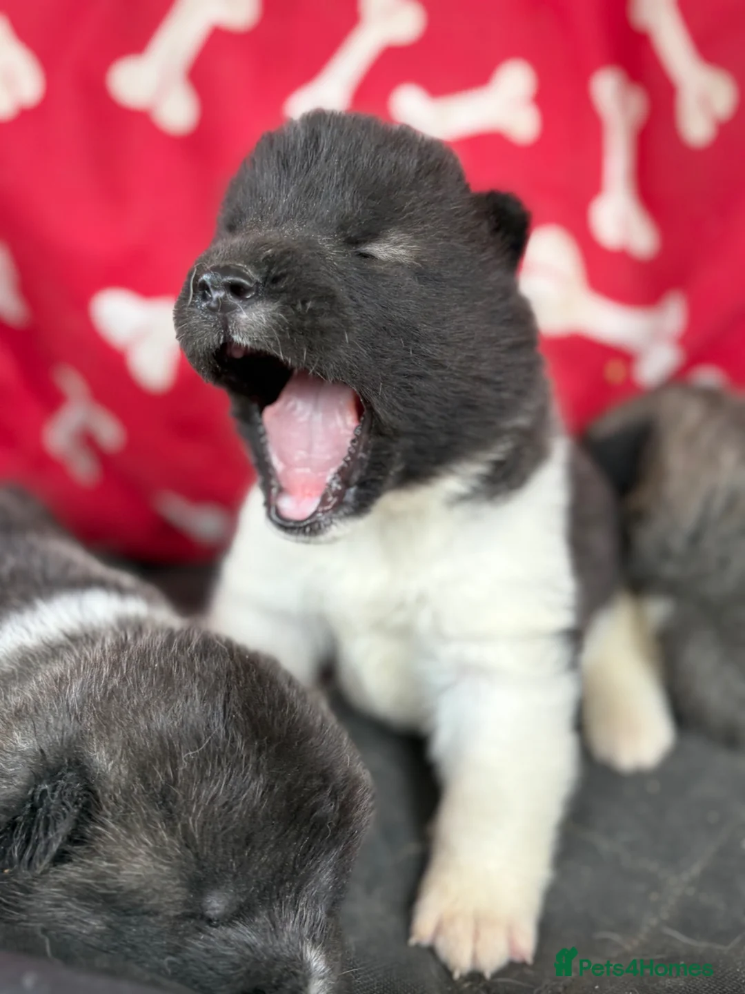 Akita dogs for sale: Quality KC registered American Akita Puppies - Advert 1