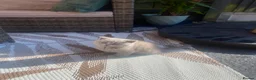British Shorthair cats for sale: British short hair kittens for sale - Advert 13