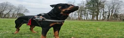 Rottweiler dogs for stud: Rottweiler for stud full pedigree, health tested  in Prescot - Advert 17