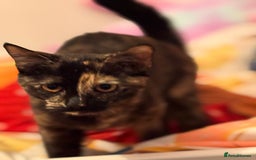 Mixed Breed cats for sale: Torie Moggie  - Image 6