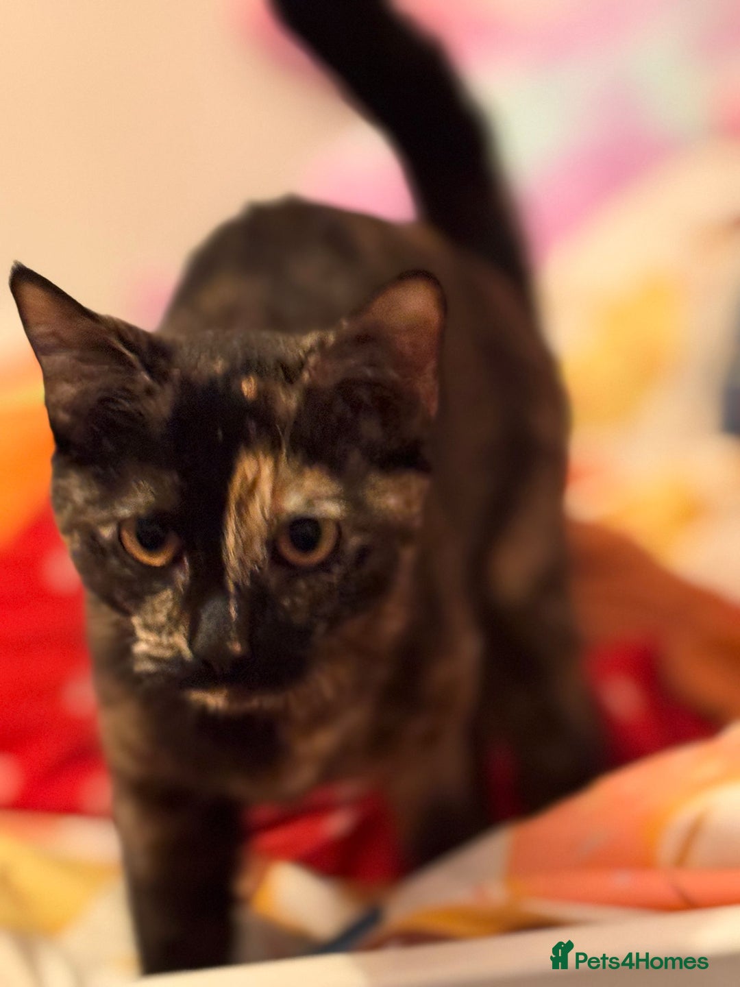 Mixed Breed cats for sale: Torie Moggie  - Image 6