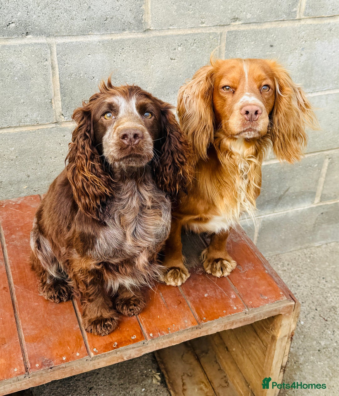 Cocker Spaniel dogs for stud: Cracking cocker spaniel for Stud  - Advert 2