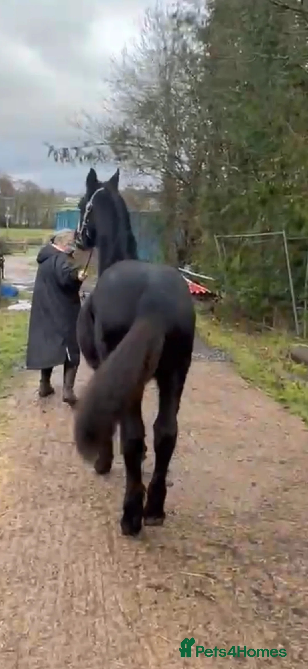 Friesian horses for sale: Un Reg Friesian Gelding Yearling in Usk - Advert 2