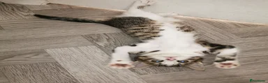 Norwegian Forest Female cat
