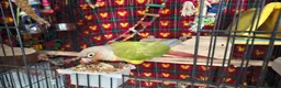 Conures birds for sale: Male Pineapple Conure Small/medium Parrot in Ilfracombe - Advert 6