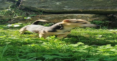 Jack Russell dogs - Advert 2