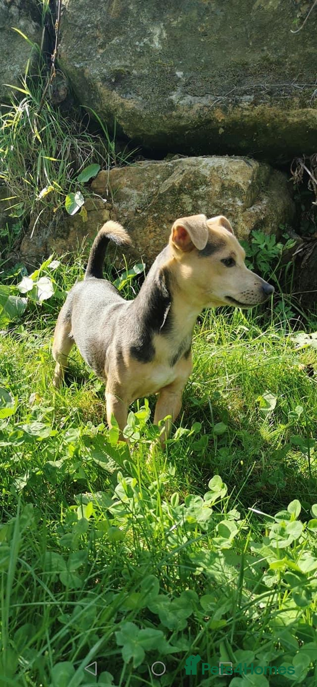 Jack Russell dogs for sale: Blue and tan miniature stud dog - Image 2