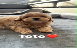 Maltipoo dogs for sale: Tiny F1 Asian Maltipoo puppies. Ready now! - Image 9