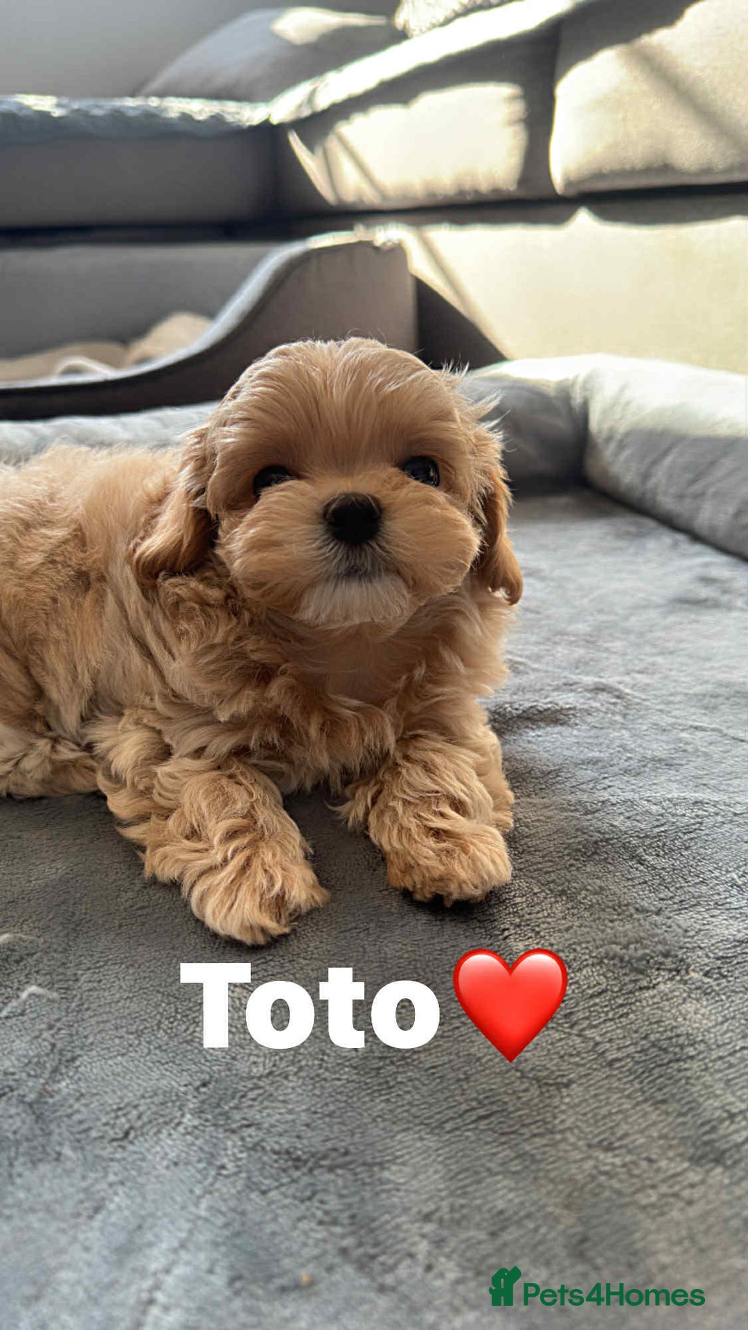 Maltipoo dogs for sale: Tiny F1 Asian Maltipoo puppies. Ready now! - Image 9