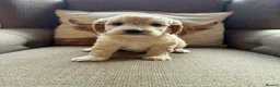 Cockapoo dogs for sale:  Girls Only from DNA Tested Parents  - Advert 36