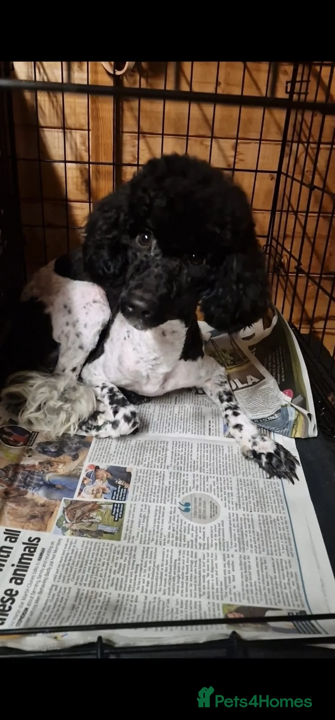 Miniature Poodle dogs for sale: Party time poodle  - Advert 1