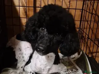 Miniature Poodle dogs Party time poodle - Advert 17