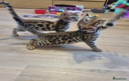 Bengal cats for sale: Quality bengal kittens TICA registered - Image 6