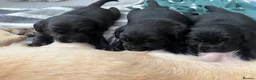 Labrador Retriever dogs for sale: Pedigree & KC registered black Labrador puppies  - Advert 8