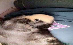 Guinea Pig rodents for sale: 2 gorgeous guinea pigs (re homing) - Image 3