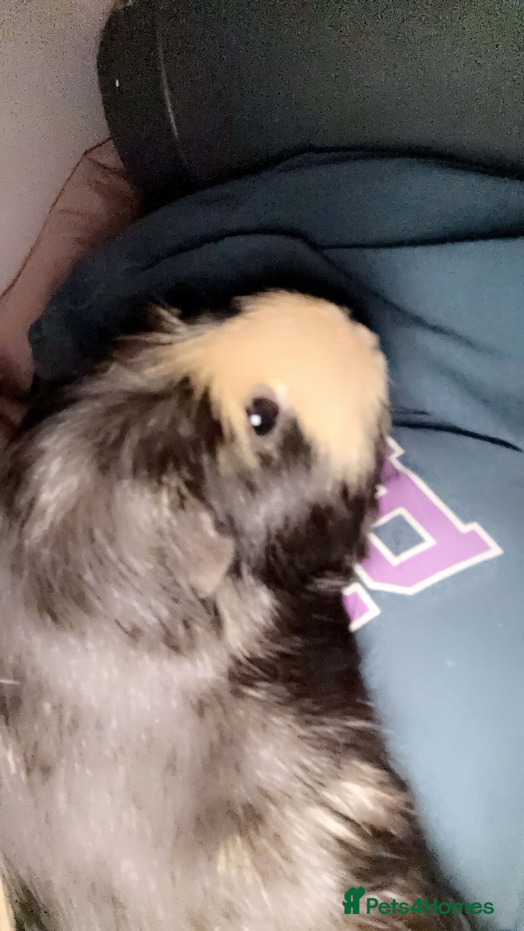 Guinea Pig rodents for sale: 2 gorgeous guinea pigs (re homing) - Image 3