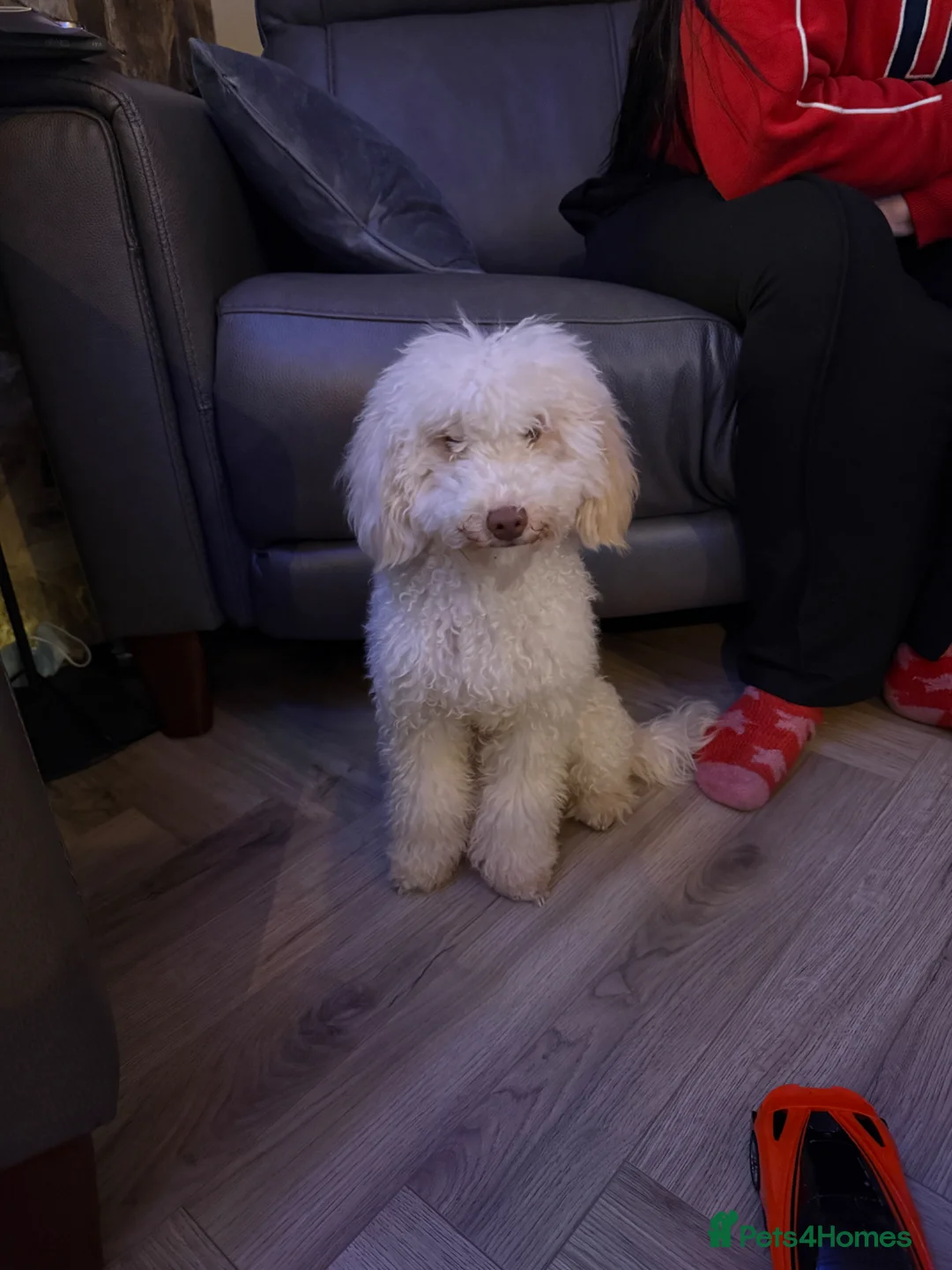 Miniature Poodle dogs for sale: Miniature poodle - Advert 4