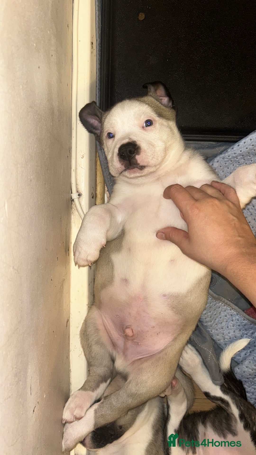 Mixed Breed dogs for sale: American bulldog x bullmastiff puppies - Advert 17