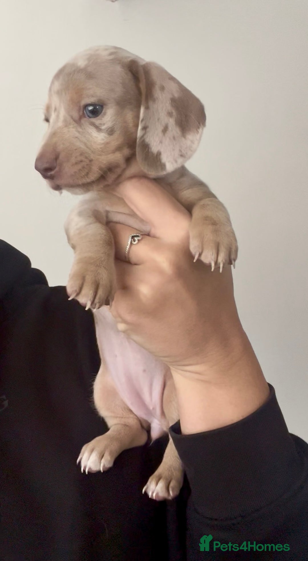 Miniature Dachshund dogs for sale: ✨ REDUCED! 3 OUTSTANDING QUALITY KC PUPS  ✨ - Image 4