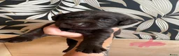 Labrador Retriever dogs for sale: Beautiful Chocolate Labs - Advert 14