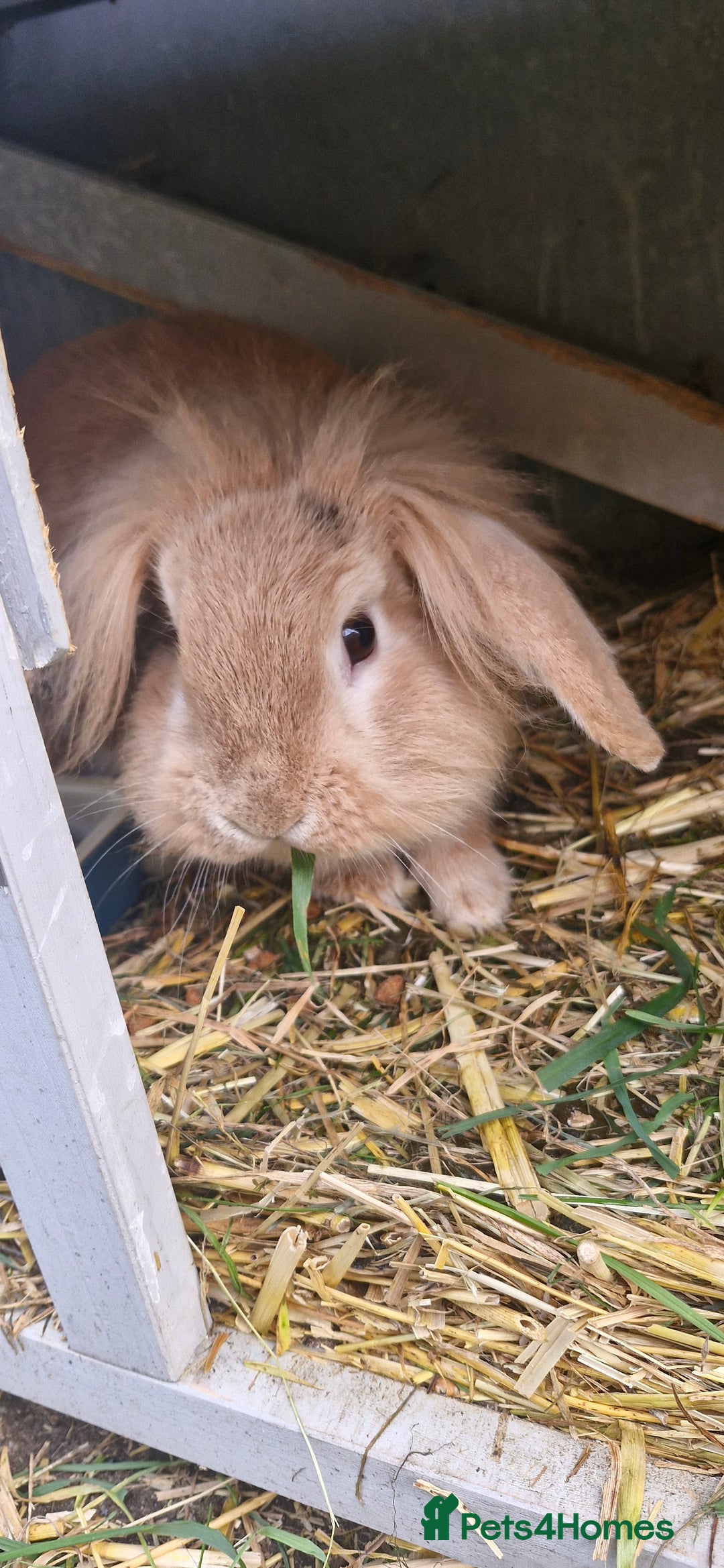 Mini Lion Lop rabbits for sale: Baby mini lop and lionhead - Advert 1